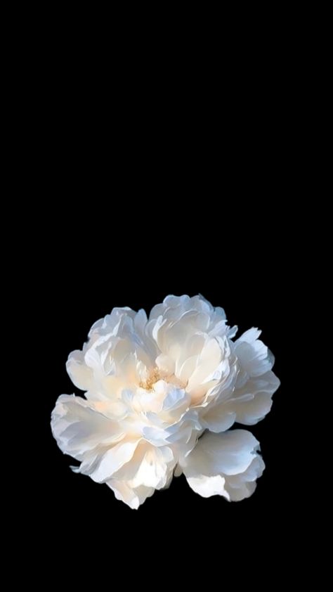 Flower Lockscreen, Wallpapers Flowers, Black Flowers Wallpaper, Flowers Letters, Really Cool Wallpapers, Black And White Wallpaper Iphone, Flowers Black Background, Flower Background Iphone, Iphone Wallpaper Hipster