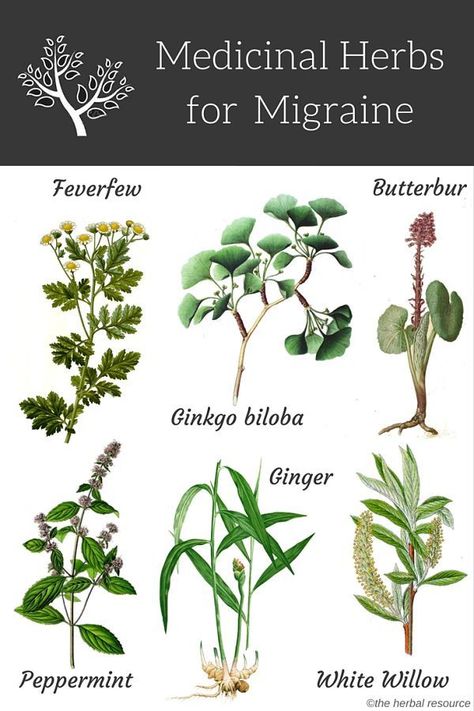 herbs for migraine Herbal Cabinet, Natural Headache, Herbal Education, Migraine Headache, Medical Herbs, Magia Das Ervas, Natural Headache Remedies, Natural Healing Remedies, Herbal Healing