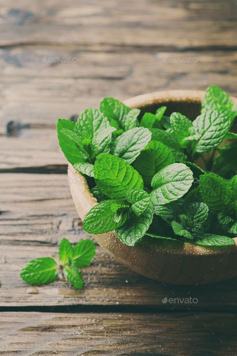 Green fresh mint om the wooden table by OxanaDenezhkina. Green fresh mint om the wooden table, selective focus and toned image #Sponsored #om, #wooden, #mint, #Green Oc Board, Animation Videos, Mint Plants, Entertaining Friends, Graphics Animation, Plant Aesthetic, Mint Leaves, Fresh Mint, Wooden Table