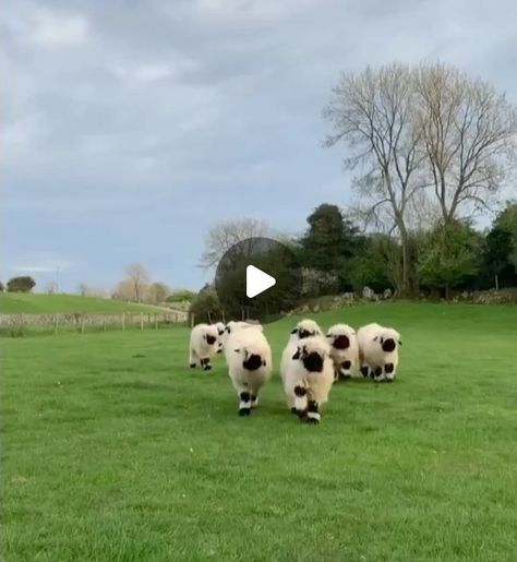 Black Nose Sheep, Black Nose, All Video, The Cutest, Sheep, Cute Animals, Pet, Animals, On Instagram