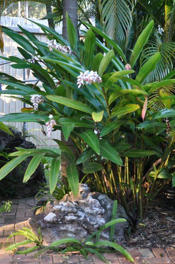 Shell Ginger, Balinese Garden, Green Land, Ginger Plant, Tropical Backyard, Growing Gardens, Tropical Landscaping, Shade Plants, Landscaping Plants