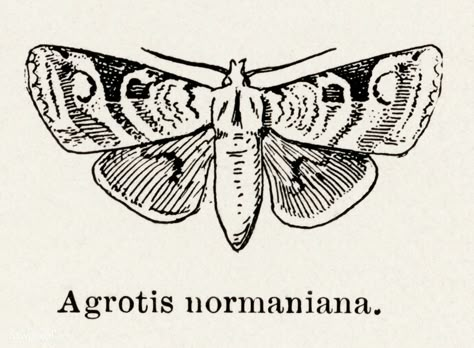 Norman’s Dart (Agrotis normaniana) from Moths and butterflies of the United States (1900) by Sherman F. Denton (1856-1937). Digitally enhanced from our own publication. Bug Illustration, Moth Drawing, Scientific Drawing, Moth Illustration, Nouveau Tattoo, Moths And Butterflies, Engraving Tattoo, Tattoo Time, Tasteful Tattoos