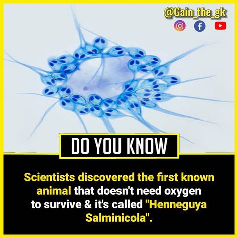 Wierd Facts, Biology Projects, Physiological Facts, Psychological Facts Interesting, Interesting Facts In Hindi, Fun Facts About Life, Interesting Science Facts, Biology Facts, Brain Facts