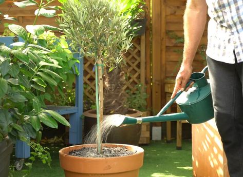 Un pas à pas en vidéo pour installer un pot d'olivier sur votre terrasse ou votre balcon. Olivier En Pot, Garden Hose, Plants