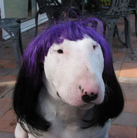 Dog With Wig, Goofy Dog, What Kind Of Dog, English Bull Terriers, Kinds Of Dogs, Bull Terriers, English Bull, Bulldog Puppies, Bad Hair Day