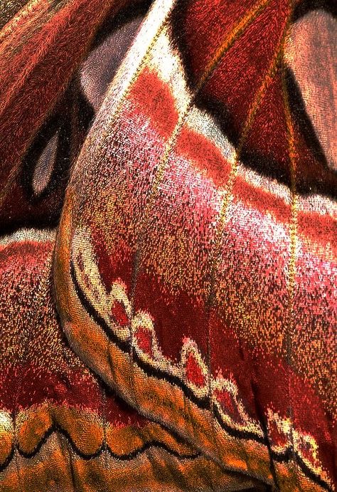 Messy Aesthetic, Patterns In Nature, Color Textures, Butterfly Wings, Design Inspo, Pretty Pictures, Aesthetic Art, Art Wallpaper, Aesthetic Wallpapers