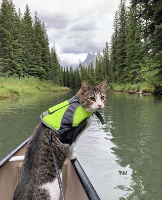 Camping With Cats, Adventure Cat, Pet Paradise, Dream's Cat, Cat Scratchers, Cat Club, Cat Bag, Laugh Out Loud, Cat Boarding