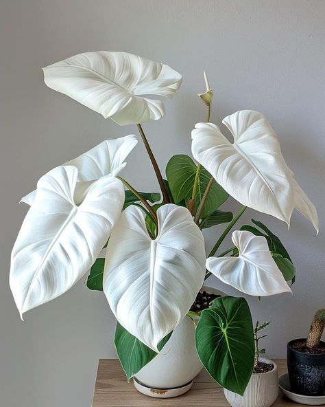 White Caladium, Plant Goals, Plant Study, نباتات منزلية, Household Plants, Inside Plants, Variegated Plants, Plant Aesthetic, Flower Therapy