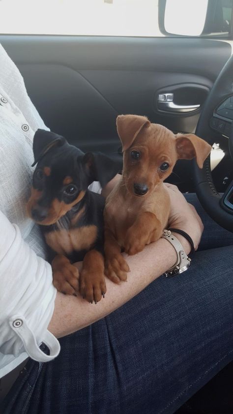 Miniature Pinscher Puppy, Puppy List, Miniature Pinscher Dog, Miniature Puppies, Teacup Chihuahua Puppies, Mini Pinscher, Min Pins, Baby Chihuahua, Cute Puppy Breeds