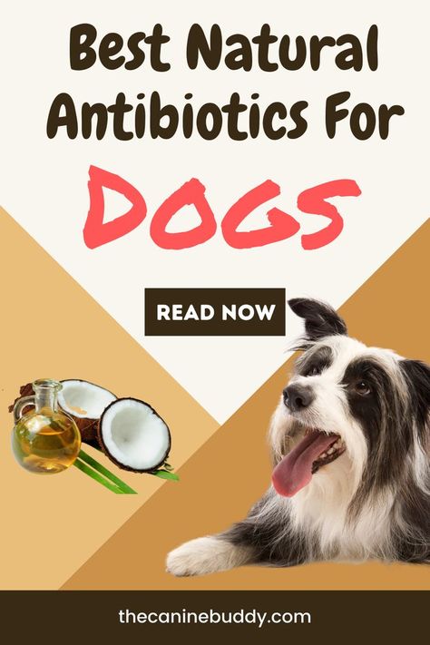 In this pin you will see how natural antibiotics can help your dog to maintain a healthy lifestyle. I have discussed the 6 best natural antibiotics that you can use for your dog. To know more read the full article. Natural Antibiotics For Dogs, Antibiotics For Dogs, Natural Dog Remedies, Medicinal Herbs Remedies, Heavy Menstrual, Medicinal Oils, Pet Remedies, Essential Oils Dogs, Diy Dog Food