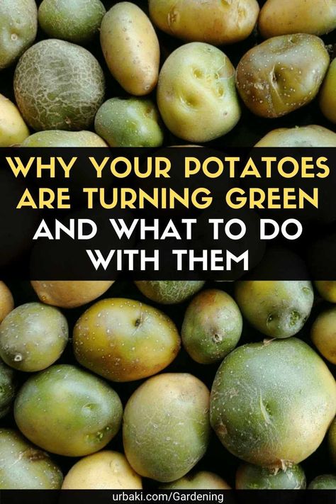 Planting Vegetables For Beginners, Green Potatoes, Canned Potatoes, Yukon Potatoes, Irish Potatoes, How To Store Potatoes, Planting Potatoes, Gardening Food, Bloom Where Youre Planted