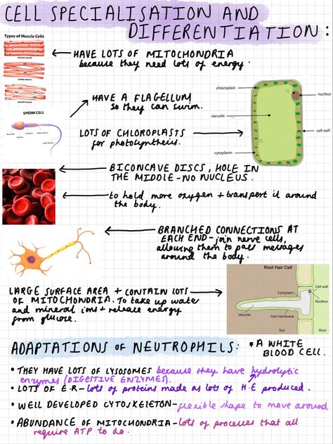 Notes For Biology, A Level Biology Revision, Gcse Notes, Study 2023, Cell Differentiation, Gcse Science Revision, Med School Study, Gcse Biology, Biochemistry Notes