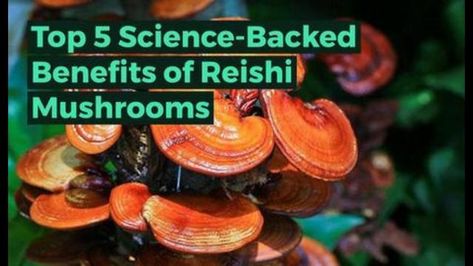 Reishi Mushroom Benefits, Calming Mind, Reishi Mushrooms, Mushroom Coffee, Reishi Mushroom, Eat To Live, Holistic Medicine, Natural Supplements, Base Foods