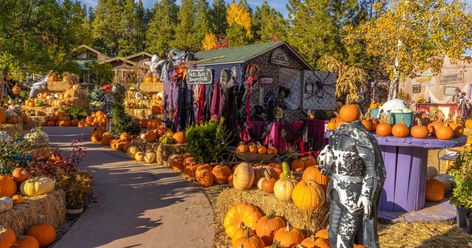 Here Are The 7 Absolute Best Pumpkin Patches In Arizona To Enjoy In 2023 Pumpkin Patch Near Me, Barrel Train, Chili Party, Fall Destinations, Best Pumpkin Patches, Viola Flower, Pumpkin Festival, Fall Activity, Only In Your State