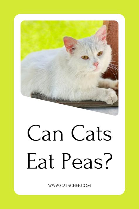 Can cats eat peas or is that vegetable reserved only for human beings? We’ll figure it out together.

This cold-season veggie is growing like crazy in your backyard and your little feline keeps playing around with it. Do you think she ate some parts? She’s definitely enjoying that crunchy pea pod and there’s nothing you can do about it...


#catschef #cat #cats #kitten #kittens #catlover #catlovers #catlife #catoftheday #meow #pets #cute #love #animals #animallovers Maybe Next Time, Pets Cute, Pea Pods, Love Animals, Cold Season, Like Crazy, Figure It Out, Cat Life, Cat Day