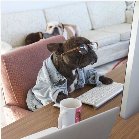 Social media has changed jobs forever and an influencer is now one of the biggest jobs out there Dog Christmas Photos, Dog Portraits Art, Office Dog, Really Cute Puppies, Crazy Dog Lady, Dog Projects, Cute Little Puppies, Dog Door, Cute Funny Dogs