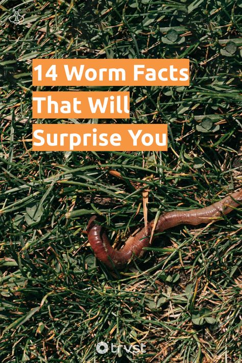 "14 Worm Facts That Will Surprise You"- Come and learn about the amazing world of worms! There's so much to discover about these fascinating creatures, from their different species and impressive regeneration abilities to their crucial role in maintaining healthy soil. You'll be intrigued by their unusual diets and reproduction methods. In addition, you'll find out... #trvst #facts #biodiversity #conservation #healthy #explore #amazingworld #mothernature #nature #sustainableliving #gogreen Worm Facts, Worm Aesthetic, Worm Beds, Healthy Soil, Biodiversity Conservation, Unusual Facts, Worm Farm, Increase Heart Rate, Gummy Worms