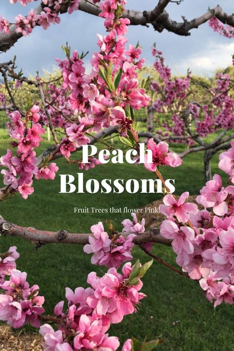 Pink blossoms on a peach tree in the spring. Decorate Farmhouse Style, Nectarine Tree, Peach Blossom Tree, How To Grow Herbs, Grow Herbs, Raise Chickens, Peach Tree, Pink Fruit, Healthy Fruit