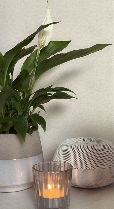 Candle, diffuser, peace lily Peace Lily Aesthetic, Lily Aesthetic, Peace Lily Plant, Peace Lily, Lily White, Candle Diffuser, White Aesthetic, Infj, Vision Board