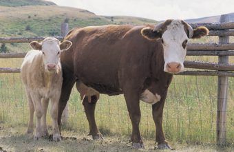 The USDA and the Organic Farming Research Foundation offer grants that can alleviate some of the costs of starting up a cattle farm for young people. Beef Farming, Starting A Farm, Raising Cattle, Beef Cow, Raising Farm Animals, Homestead Farm, Farm Business, Future Farms, Ranch Farm