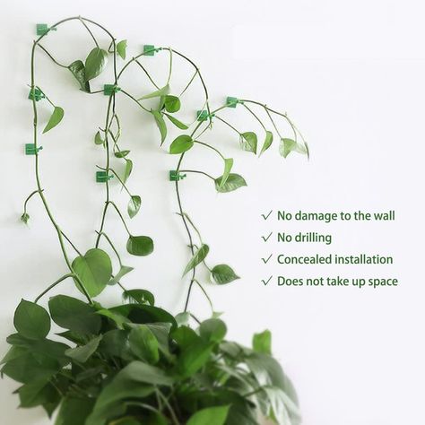 Wall Clips, Plant Clips, Support Plante, Leaf Plant, Tomato Vegetable, White Plants, Light Clips, Trailing Plants, Plant Supports