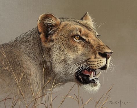 ArtStation - "Lioness Study", Fuz Caforio Lioness Portrait, Lioness Tattoo, Female Lion, Lion Artwork, Lion Photography, Lion Drawing, Wildlife Artwork, Lion Painting, Lion King Art