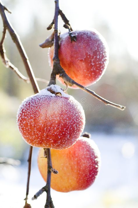 Frozen winter apples. Hanging in a tree , #AFF, #winter, #Frozen, #apples, #tree, #Hanging #ad Freezing Apples, Apple Stock, Baby Diy Projects, Ice Plant, Frozen In Time, Christmas Gif, Apple Tree, Illustrations And Posters, Autumn Photography