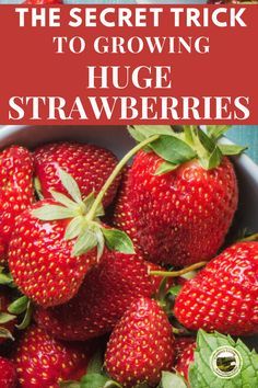 Growing Strawberries In Containers, Gemüseanbau In Kübeln, Strawberries In Containers, Strawberry Beds, Growing Fruit Trees, Easy Vegetables To Grow, Strawberry Garden, Vegetable Garden Diy, Growing Strawberries