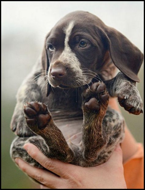 Healthiest Dog Breeds, Pointer Puppies, Nosara, Dog German, German Shorthair, Basset Hound, A Puppy, Baby Dogs, 귀여운 동물