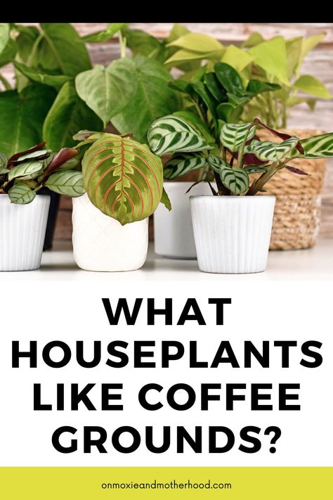 12 Houseplants That Like Coffee Grounds + How to Use - On Moxie and Motherhood Leftover Coffee Grounds, Coffee Grounds For Plants, Homemade Plant Fertilizer, Coffee Grounds As Fertilizer, Natural Plant Fertilizer, Leftover Coffee, Grafting Plants, Household Plants, Vegetable Garden For Beginners