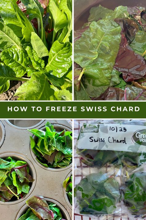 Steps to blanch and freeze Swiss chard. Freezing Swiss Chard, Preserving Swiss Chard, How To Freeze Swiss Chard, Freezing Swiss Chard Without Blanching, Dehydrating Swiss Chard, Freeze Swiss Chard, Sautéed Swiss Chard, Swiss Chard, Chard