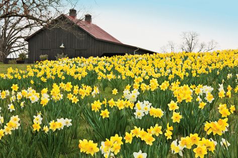 Planting Daffodils, Daffodils Planting, French Hydrangea, Southern Garden, Daffodil Bulbs, Garden Vines, Garden Pictures, Spring Bulbs, Beautiful Flowers Garden