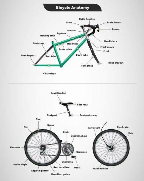 Before starting the bicycle ride, let’s understand the bicycle anatomy which are the parts of the bicycle necessary for every beginner cyclist to be aware of. Bicycle Anatomy, Cycling Infographic, Anatomy For Beginners, Team Space, Ninety One, Cycling For Beginners, Bicycle Ride, Motorcycle Types, Bicycle Parts