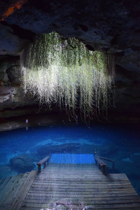 1. Devil's Den, Williston Gods Masterpiece, Enchanting Places, Florida Attractions, Places Worth Visiting, Places In Florida, Usa Travel Destinations, Road Trip Fun, Florida Travel, Magical Places