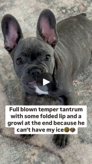 20K views · 1.3K reactions | The temper tantrums are becoming his thing now🤣🐶 #maverickthefrenchie #frenchie #frenchiepuppy #frenchielove #frenchiegram #frenchielife #frenchiesociety #spoiled #spoileddog #puppy #puppylove #puppygram #puppylife #frenchbulldog #frenchbulldogsofinstagram #liloandstitch #stitch #tempertantrum | Maverick McDaniel Frenchie Mom, Frenchie Lovers, Frenchie Puppy, French Bulldog Puppy, Dog Hacks, Dog Modeling, Funny Dog Videos, Dog Photography, Puppy Dog