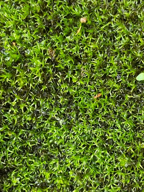 Grass Floor, Tarkett Vinyl Flooring, Grass Rug, Carpet Remnants, Carpet Underlay, Wood Laminate Flooring, Carpet Shops, Different Shades Of Green, Artificial Turf