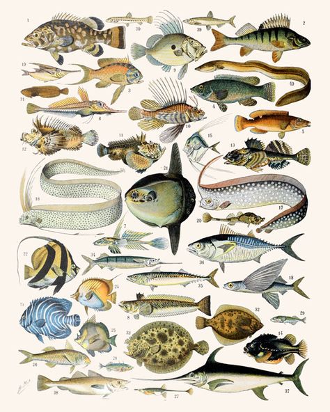 Fish Print - Fish Wall Art - Fish Decor - Science Art - Sea Animals Print - Water Animals - Fishing Poster - Vintage Animals Art - Set of 2 https://etsy.me/2OpY3MB #art #print #giclee #fish #fishprint #fishposter #seafish #marinewallart #wallartprint Adolphe Millot, Artistic Pictures, Fish Wall Art, Marine Fish, Fishing Decor, Fish Print, Science Art, Book Plates, Sea Animals