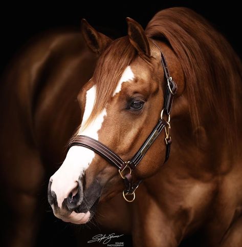 Horse Head Portrait, Western Horsemanship, Equine Photography Poses, Christine Taylor, Equestrian Photography, Beautiful Horses Photography, Colorado Art, Beautiful Horse Pictures, Quarter Horses