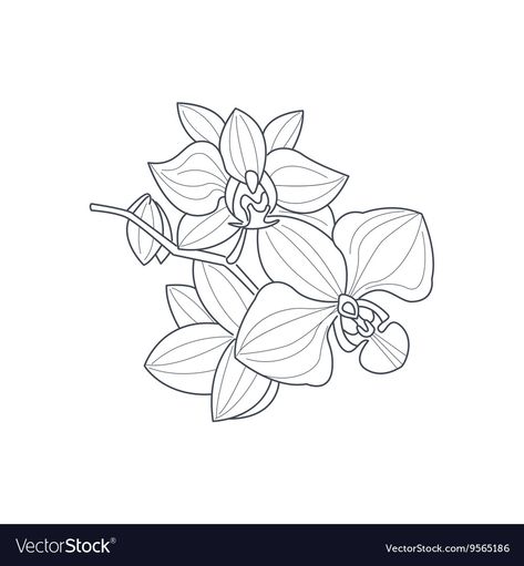 Drawing For Coloring, Monochrome Drawing, Orchid Drawing, Pocket Watch Tattoos, Coloring Games, Beginner Tattoos, Coloring Book Download, Flower Outline, Watch Tattoos