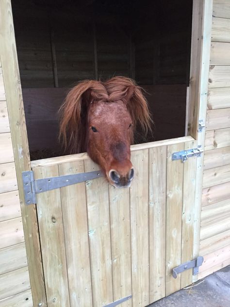 Hamish the Shetland pony tries a new hair style Shetland Pony Stable, Mini Stables, Pony Stable, Dream Horse Barns, Shetland Pony, Dream Horse, Horse Barns, Horse Hair, Halle