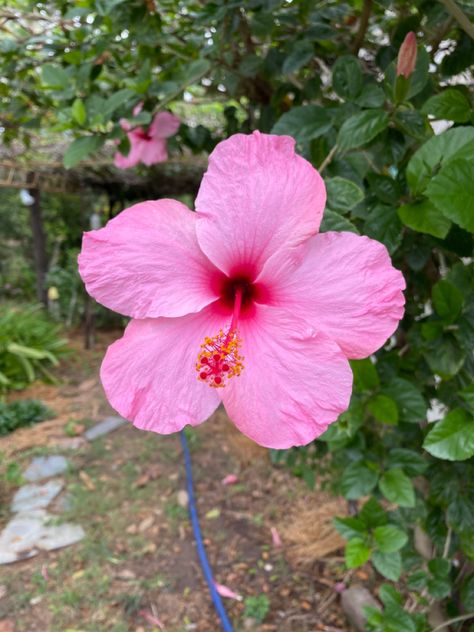 Nature Hawaii, Rosa China, Pink Nature, Rosa Pink, Hawaii, China, Collage, Plants, Flowers