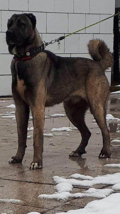 Black Kangal Dog, Kangal Dog Aesthetic, Big Scary Dog, Massive Dogs, Karst Shepherd Dog, Funny Dog Signs, Kangal Dog, Funny Dog Jokes, Big Dogs Breeds