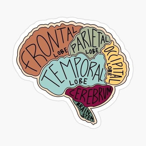 Anatomy Doctor, Brain Lobes, Brain Sticker, Anatomical Brain, Parts Of The Brain, Medical Stickers, Funny Stickman, Science Stickers, Nurse Stickers