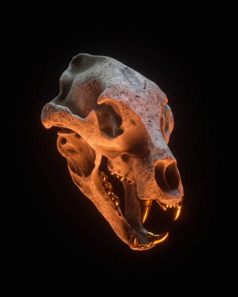 Wolf Skull Reference, Animal Skull Reference, Wolf Skull Drawing, Jaguar Skull, Animal Skull Art, Canine Skull, Lion Skull, Skull Animal, Balance Of Life