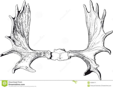 Antler Drawing, Antlers Drawing, Moose Skull, Antler Tattoo, Moose Tattoo, Image Of Fish, Moose Antlers, Wild Tattoo, Antler Art