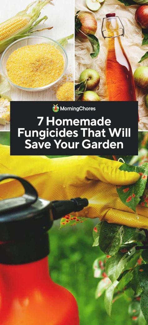 7 Homemade Fungicides That Will Save Your Garden Diy Plant Fungicide, Homemade Fungicide For Plants, Fungicide For Plants Homemade, Natural Fungicide For Plants, Fungicide For Plants, Greenhouse Goals, Pesticides For Plants, Plant Remedies, Diy Fertilizer