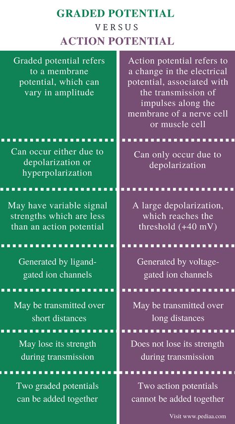 Difference Between Graded Potential and Action Potential - Comparison Summary Graded And Action Potential, Action Potential Physiology, Action Potential Notes, Action Potential, Nervous System Anatomy, Human Body Facts, Mcat Study, Psychology Notes, Basic Anatomy And Physiology