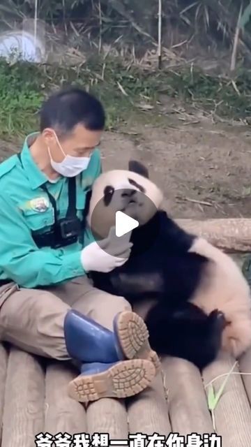 Jalan Jalan Go on Instagram: "The True Love Story Between Zookeepers Kang Cheol-won and Fu Bao, a giant panda born in Everland - Pandas sent by China to overseas countries are returned to China before they turn four in accordance with the endangered species conservation agreement.  And today on 3rd April 2024, it's time for Fu Bao to leave South Korea and Grandpa Cheol to China. Because many people are drown towards their close relationship, many fans gathered & weeped when Fubao was leaving and fans  spotted Grandpa Cheol was crying during the ceremony, the fact that he had to be seperated from Fu Bao after 4 years :(  "The day has come for you to leave," said Grandpa Cheol, who has taken care of Fu Bao since she was born. "Fu Bao, you gave hope and bliss to many people since the moment y Giant Panda Bear, 3rd April, True Love Story, Panda Tattoo, Give Hope, True Love Stories, Close Relationship, After 4, Giant Panda