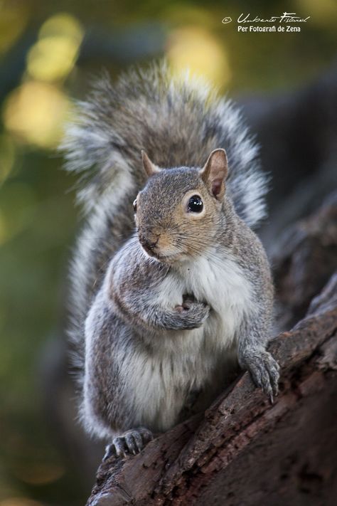 Gray Squirrel, Squirrel Pictures, Why Me, Cute Squirrel, A Squirrel, Baby Squirrel, Little Critter, Arte Animal, Funny Animal Pictures