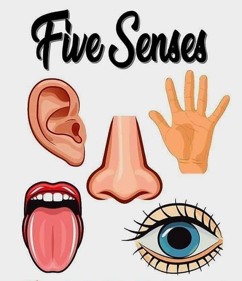 Five Senses Chart, Five Senses Activity, Shapes Preschool Printables, Senses Activity, Science Subject, Five Senses Preschool, 5 Senses Activities, Certificate Layout, Alphabet Flash Cards Printable